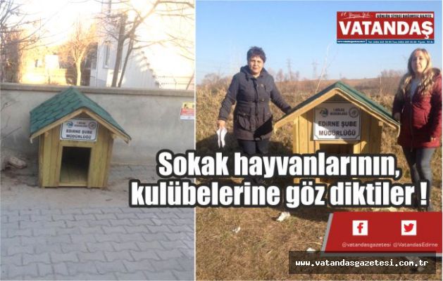 Sokak hayvanlarının, kulübelerine göz diktiler ! Sokak hayvanlarının, kulübelerine göz diktiler !