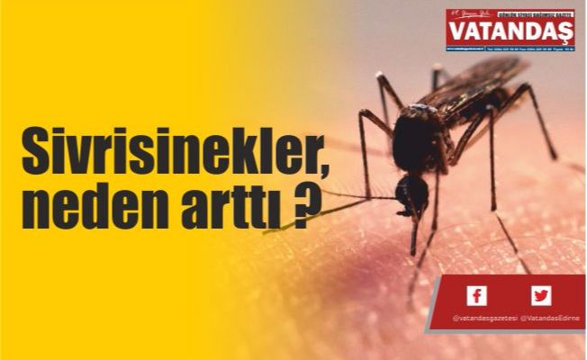 Sivrisinekler,  neden arttı ?