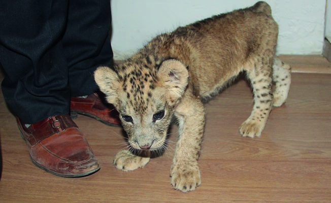 KAMYONETTEN 'ASLAN' ÇIKTI