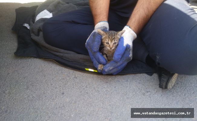 Yavru kedi kurtarıldı