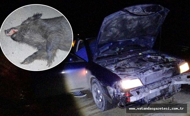 DOMUZ SÜRÜSÜ OTOYOLA İNDİ ARAÇLAR HURDAYA DÖNDÜ!