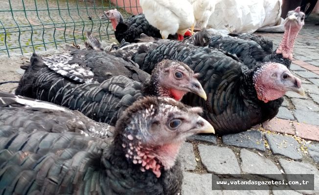 HİNDİ KÜLTÜRÜ YOK OLUYOR!