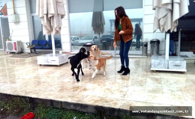 SOKAK KÖPEKLERİNE DİKKAT!