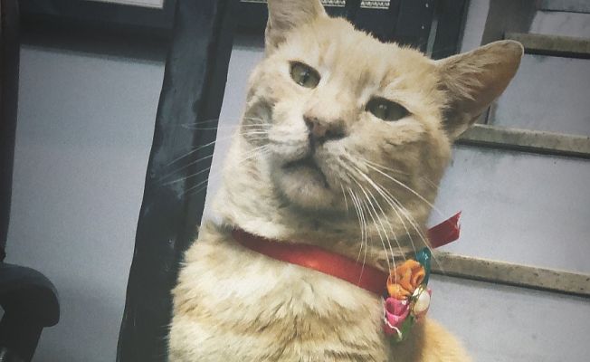 BEHLÜL YARDIM BEKLİYOR!