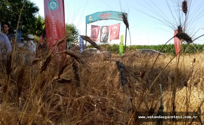 CUMHURİYET ÇİFTLİĞİNDE  MUHTEŞEM HASAT