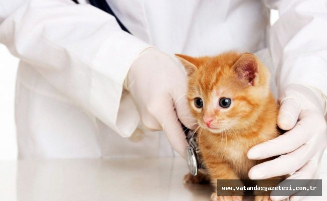 VETERİNERLER 7/24 ÇALIŞIYOR!