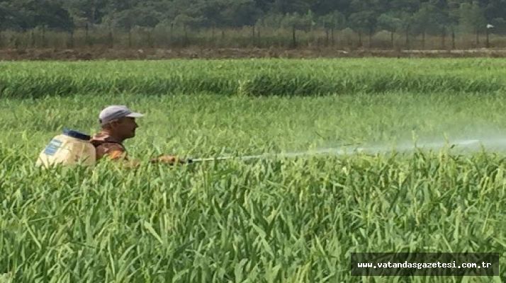 ÇELTİK ÜRETİCİSİNE MÜJDE