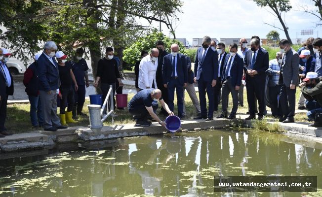 İpsala’daki Tesislerde Her Yıl Milyonlarca Balık Üretimi Yapılıyor