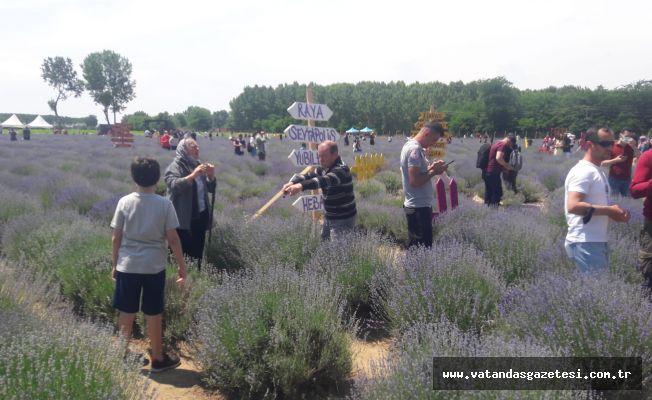 LAVANTA KOKULU GÜNLERE DEVAM