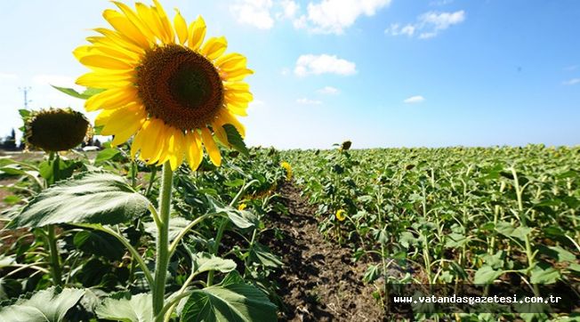 AYÇİÇEĞİ ÜRETİCİSİ HALA FİYAT BEKLİYOR.  TRAKYA BİRLİK NEREDE?