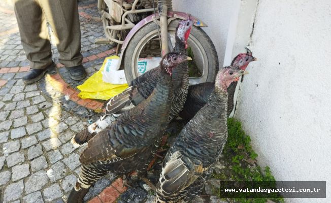 HİNDİLER ELDE KALDI