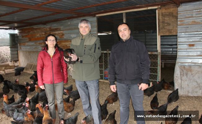 VALİLİĞİN PROJESİ,YUMURTALARINI VERMEYE BAŞLADI