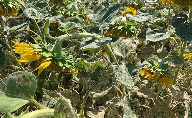 AYÇİÇEĞİ ZARARLISI “ÇAYIR TIRTILI”NA KARŞI MÜCADELE BAŞLADI