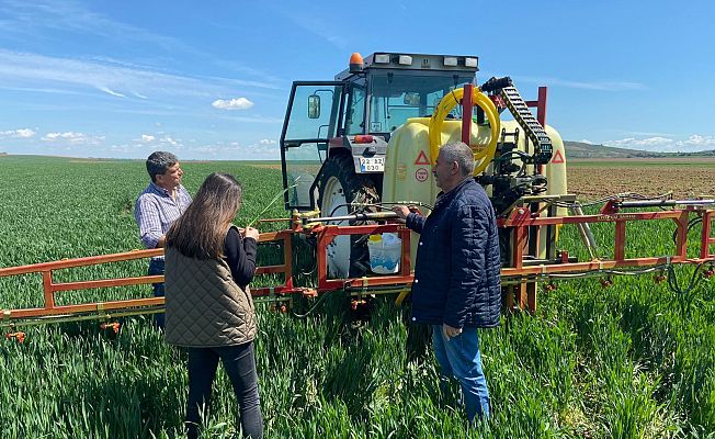 BUĞDAYDA KÜLLENME GÖZLENDİ