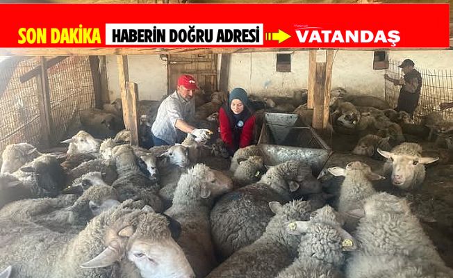 HAYVANLARA ŞAP AŞISI