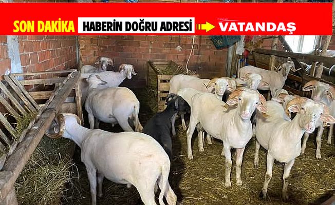 KURBANLIK BASKÜL FİYATLARI AÇIKLANDI