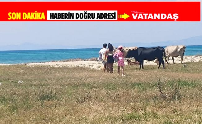 HAYVANLARIN SAHİLDE NE İŞİ VAR?