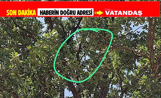 ŞİRİN'İ 18 SAAT BEKLEME NÖBETİNDE MUTLU SON