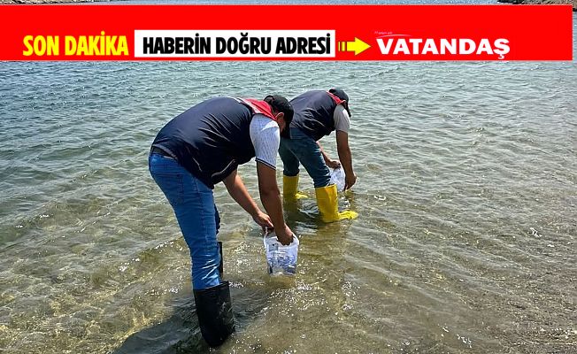 GÖLETLERE YAVRU SAZAN BIRAKILDI