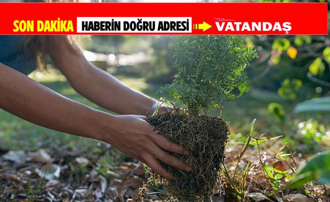 CHP'Lİ GENÇLERDEN FİDAN BAĞIŞI