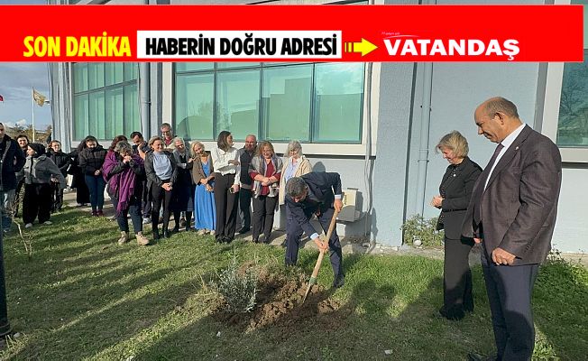 SAĞLIKÇILARDAN ZEYTİN AĞACI