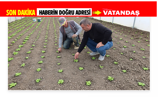 20 YENİ SERADA ÜRETİM BAŞLADI