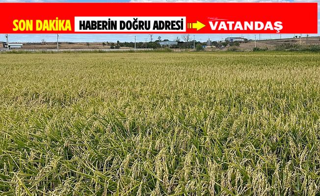 ÇELTİK ÜRETİCİSİNE ACİL ÖNLEM ÇAĞRISI